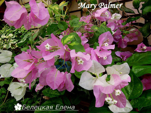 Mary Palmer5