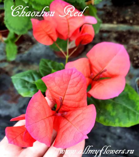 Бугенвиллия Chaozhou Red, All My Flowers, bougainvillea Chaozhou Red