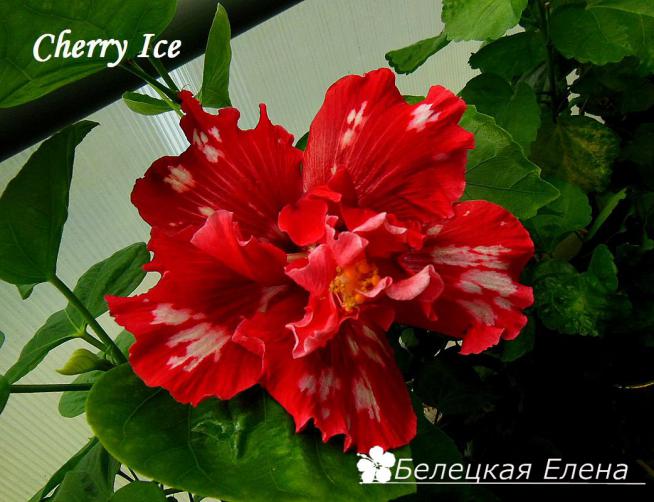 Cherry ice8