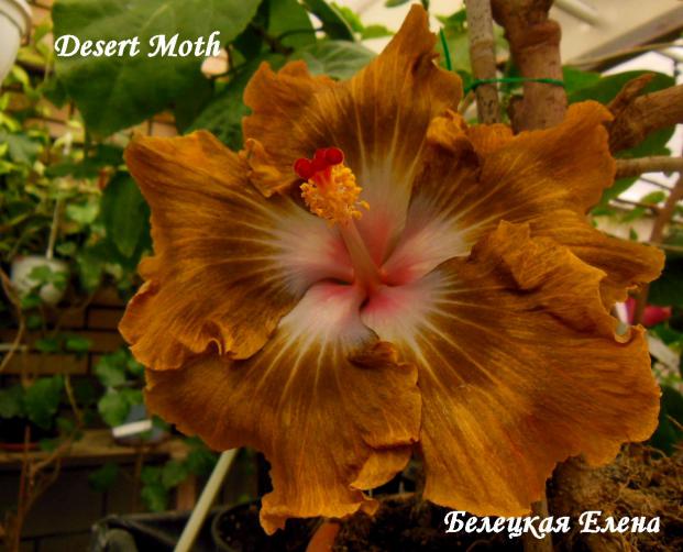 Desert moth11