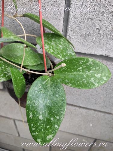 Hoya parasitica laо