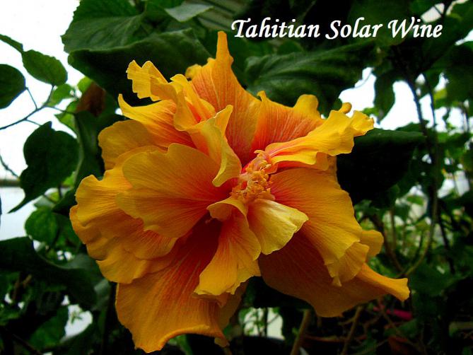Гибискус Tahitian solar wine