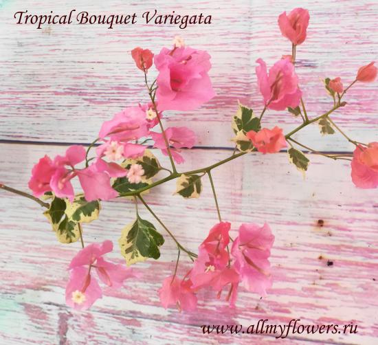 Tropical bouquet var