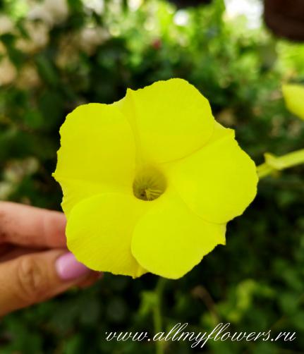 Mandevilla yellow