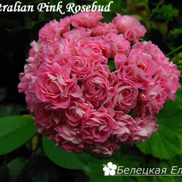 Australian pink rosebud пеларгония фото