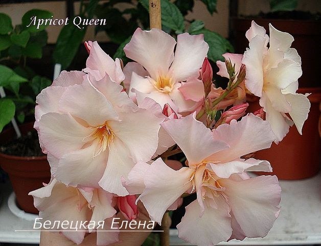 Купить олеандр Apricot Queen на сайте All My Flowers