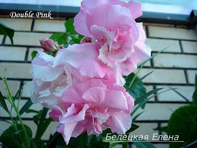 Купить олеандр Double Pink на сайте All My Flowers