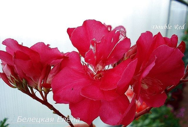 Купить олеандр Double Red на сайте All My Flowers