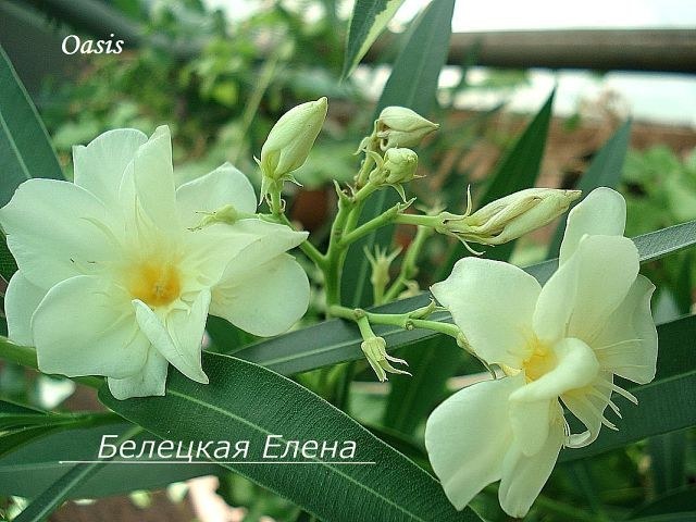 Купить олеандр Oasis на сайте All My Flowers