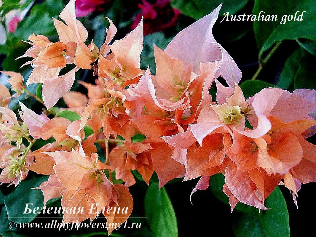 Купить бугенвиллию Australian Gold на сайте All My Flowers