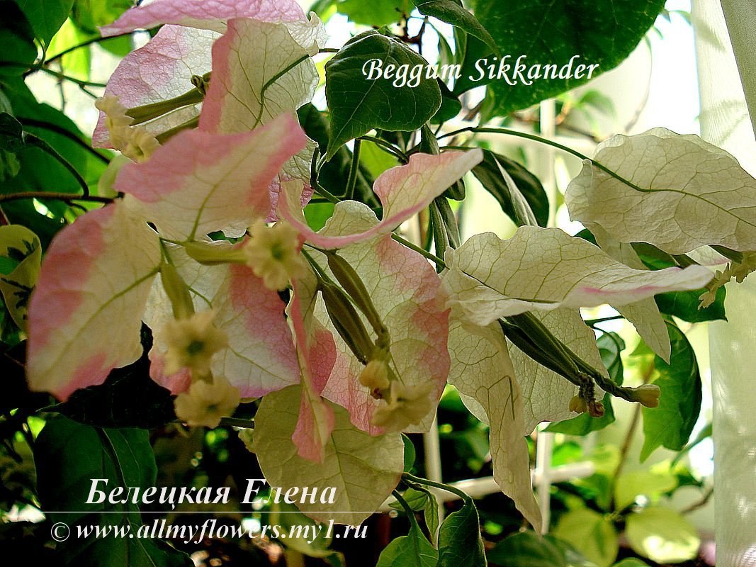 Купить бугенвиллию Beggum Sikkander на сайте All My Flowers