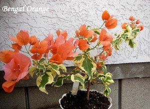 Купить бугенвиллию Bengal Orange на сайте All My Flowers