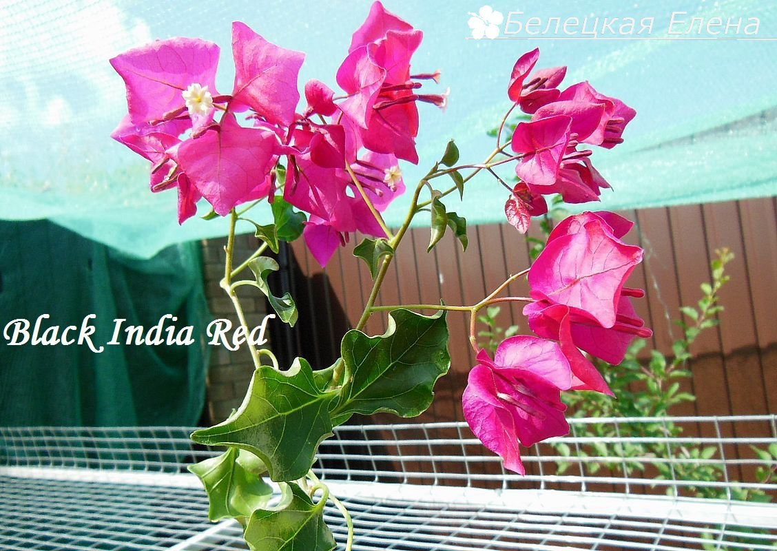 Купить бугенвиллию Black India Red на сайте All My Flowers