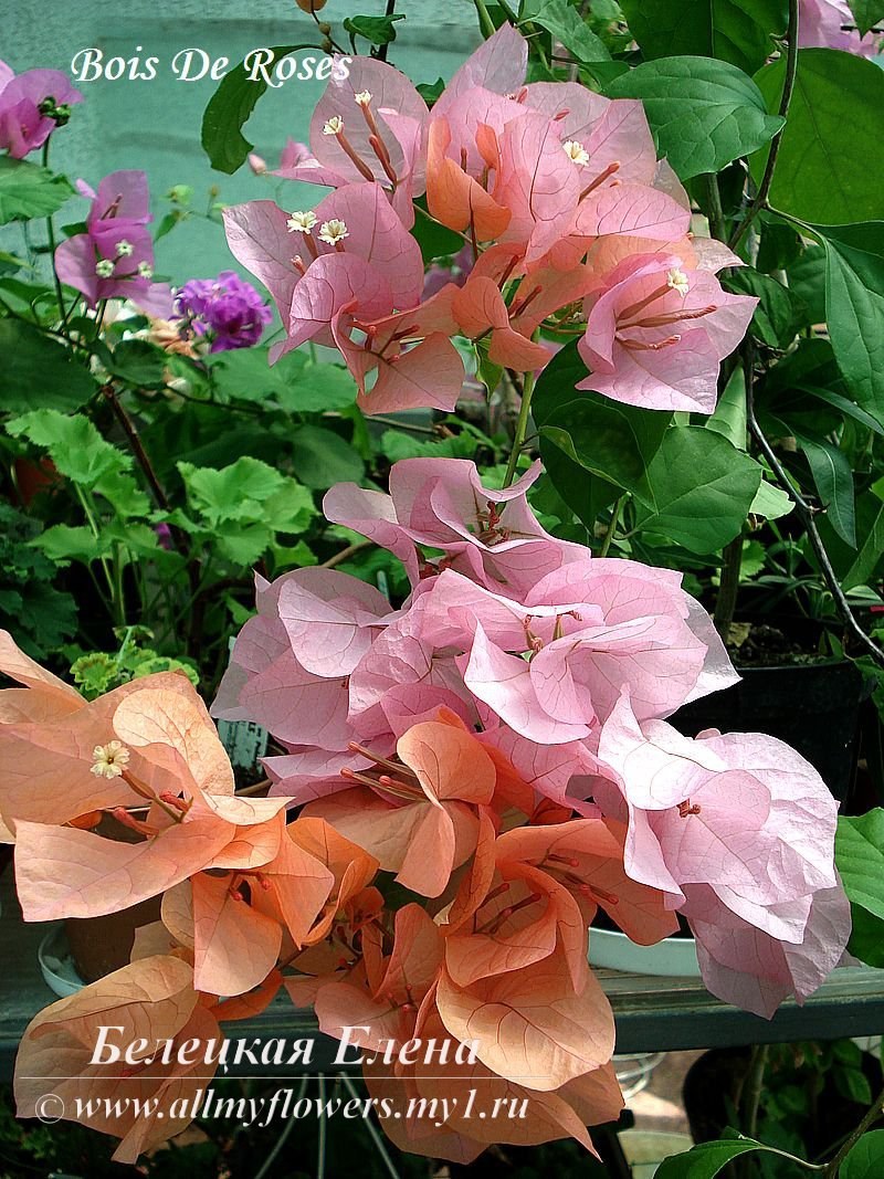 Купить бугенвиллию Bois De Roses на сайте All My Flowers