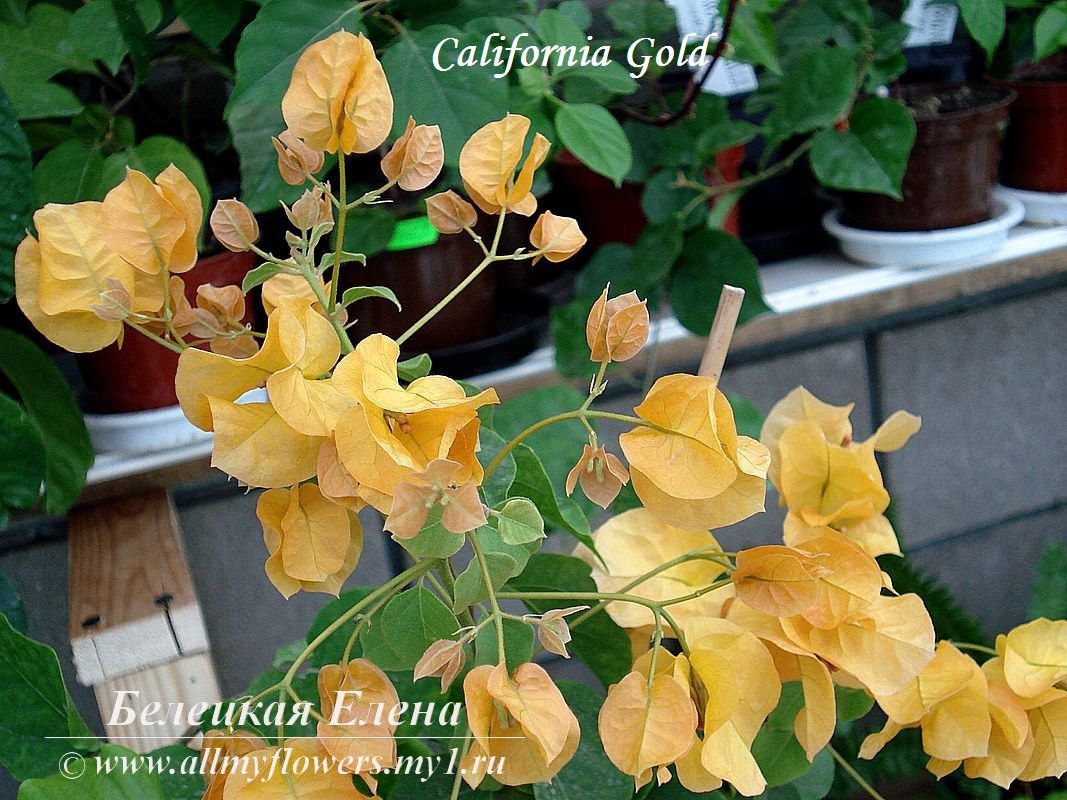 Купить бугенвиллию California Gold на сайте All My Flowers