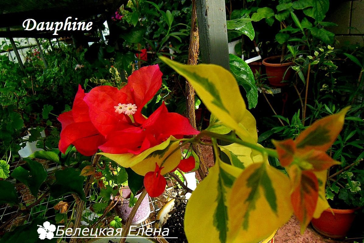 Купить бугенвиллию Dauphine на сайте All My Flowers