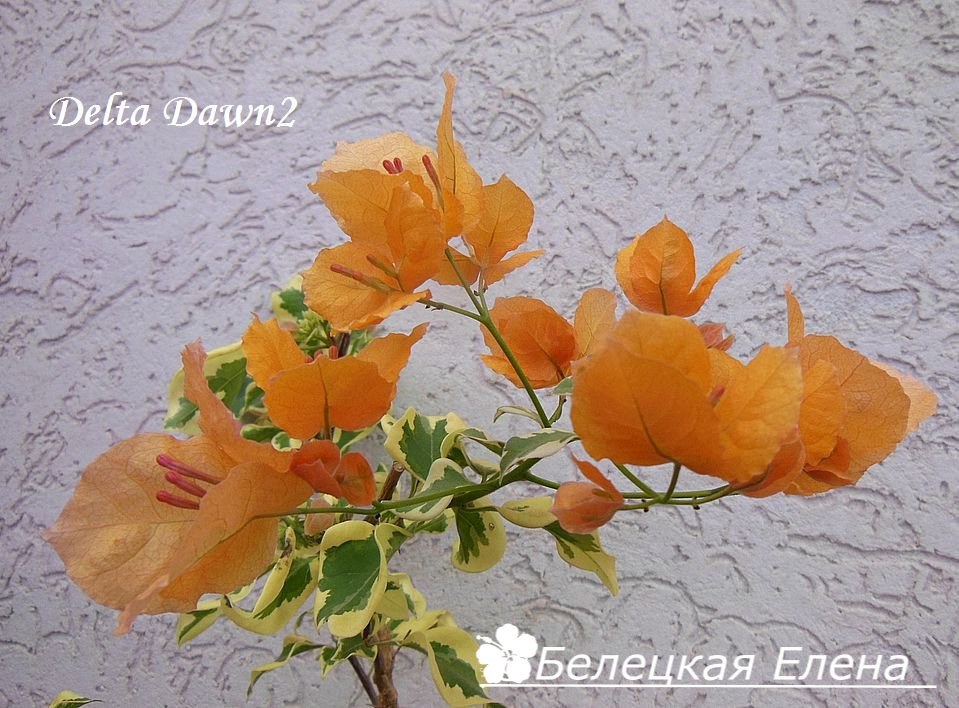 Купить бугенвиллию Delta Dawn2 на сайте All My Flowers