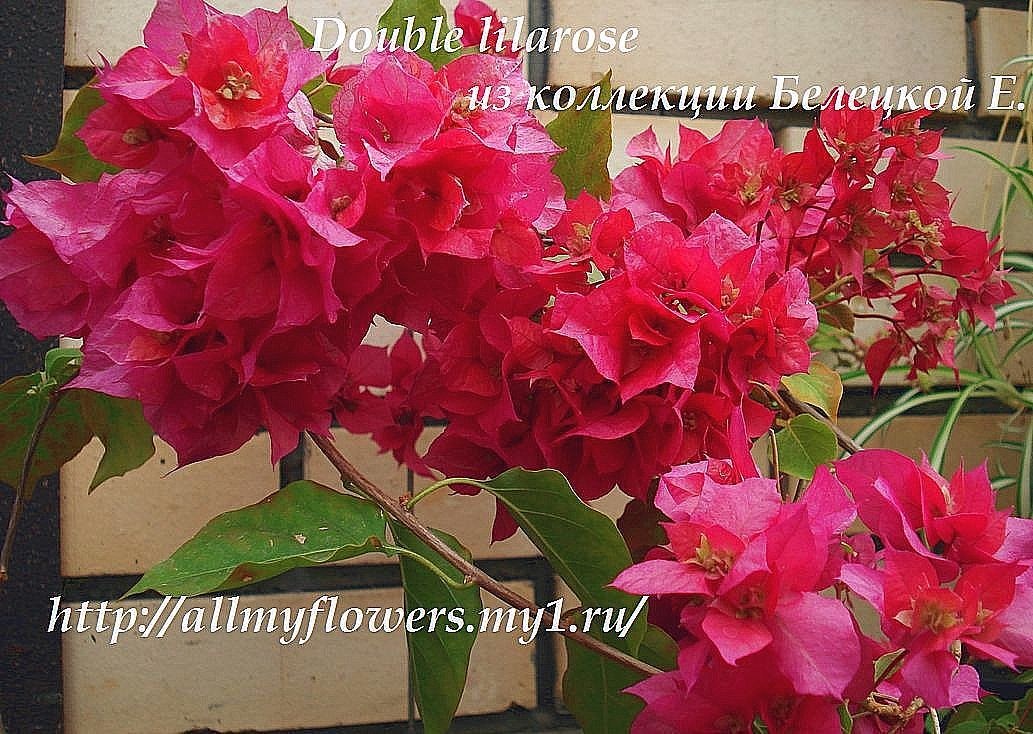 Купить бугенвиллию Double Lilarose на сайте All My Flowers