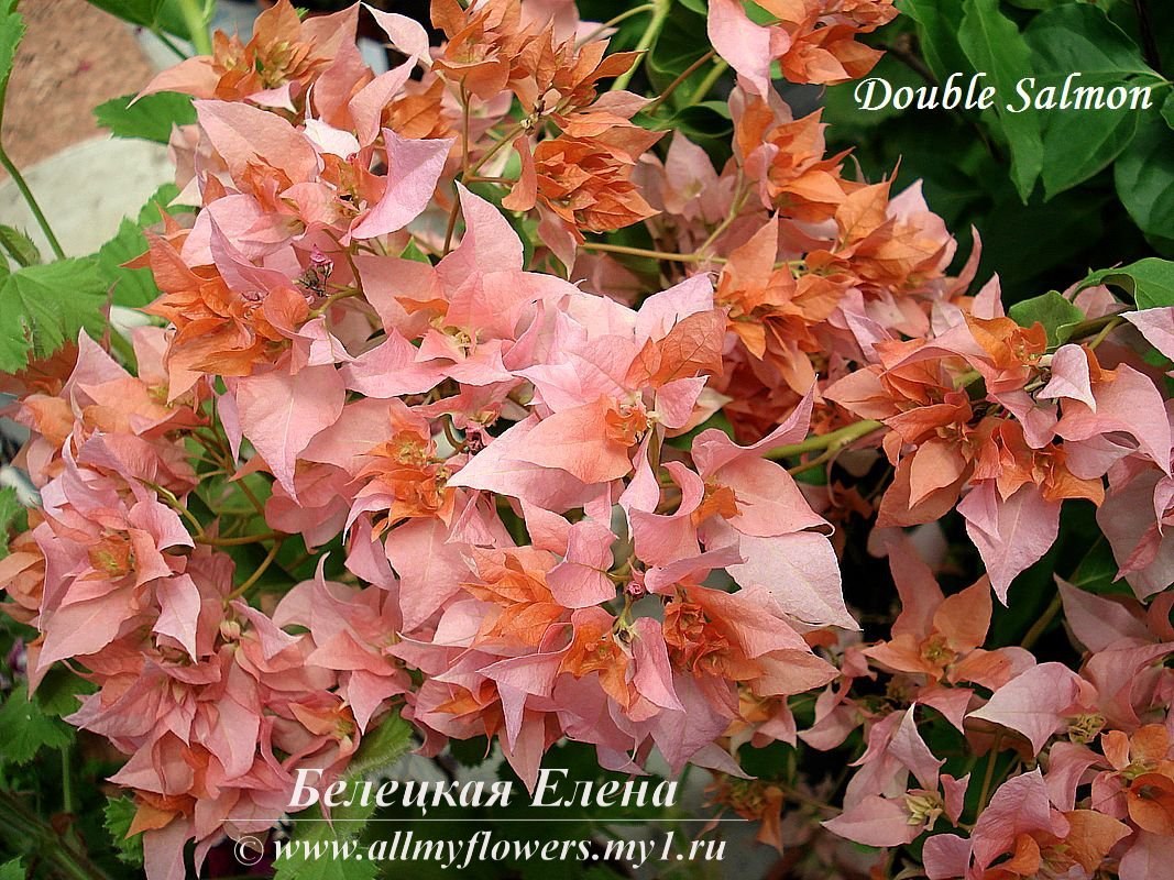 Купить бугенвиллию Double Salmon на сайте All My Flowers