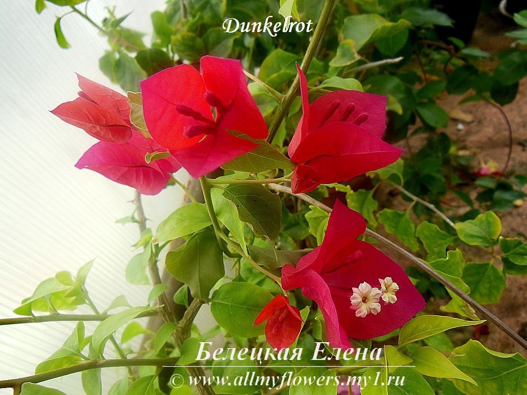 Купить бугенвиллию Dunkelrot на сайте All My Flowers