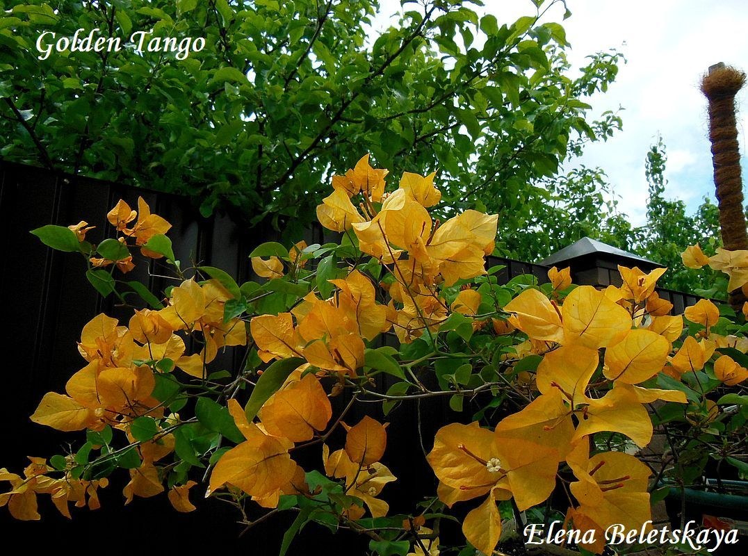 Купить бугенвиллию Golden Tango на сайте All My Flowers
