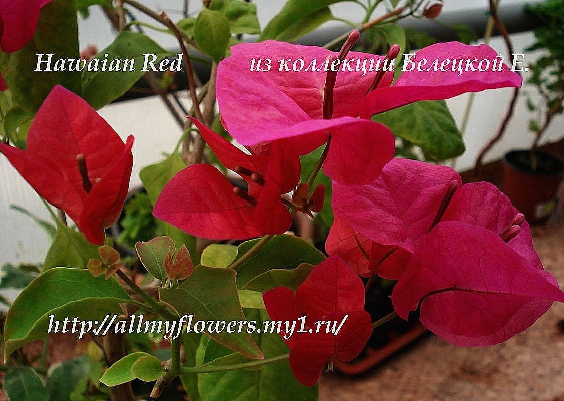 Купить бугенвиллию Hawaian Red на сайте All My Flowers