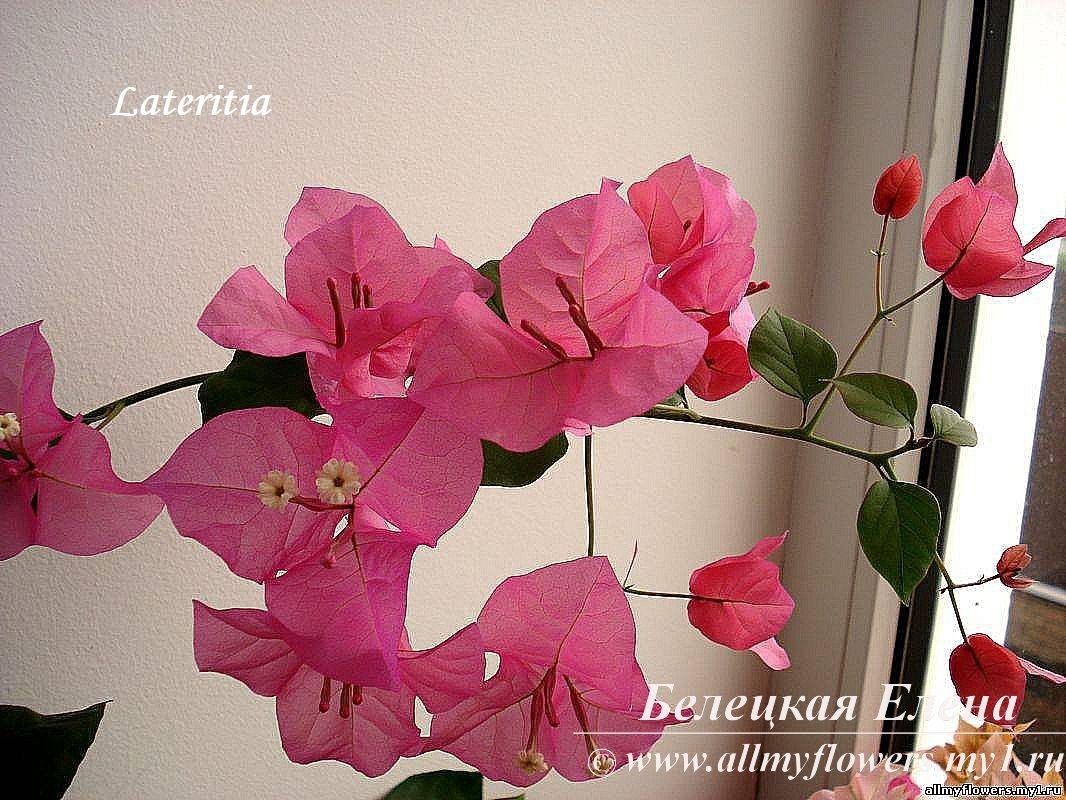 Купить бугенвиллию Lateritia на сайте All My Flowers