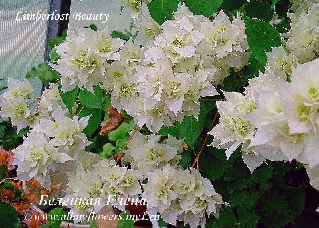 Купить бугенвиллию Limberlost Beauty на сайте All My Flowers