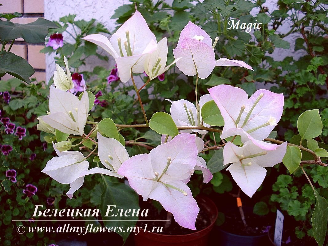 Купить бугенвиллию Magic на сайте All My Flowers