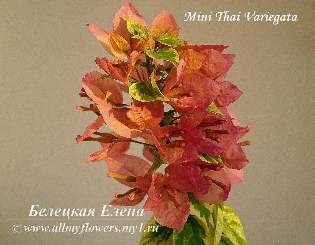 Купить бугенвиллию Mini Thai Variegata на сайте All My Flowers
