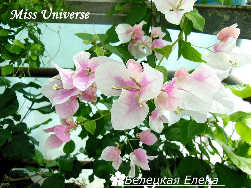 Купить бугенвиллию Miss Universe на сайте All My Flowers