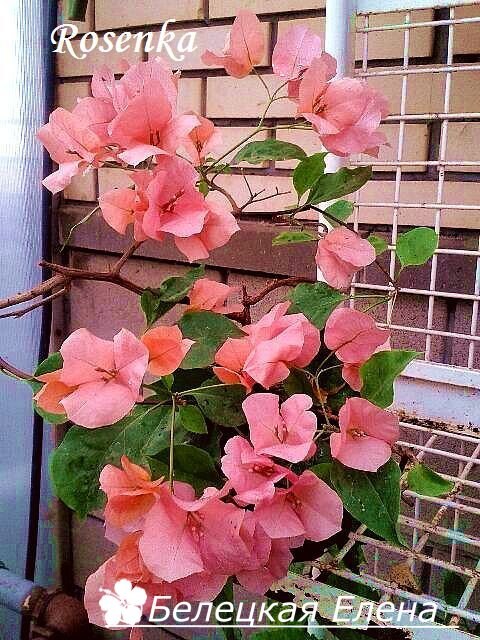 Купить бугенвиллию Rosenka на сайте All My Flowers
