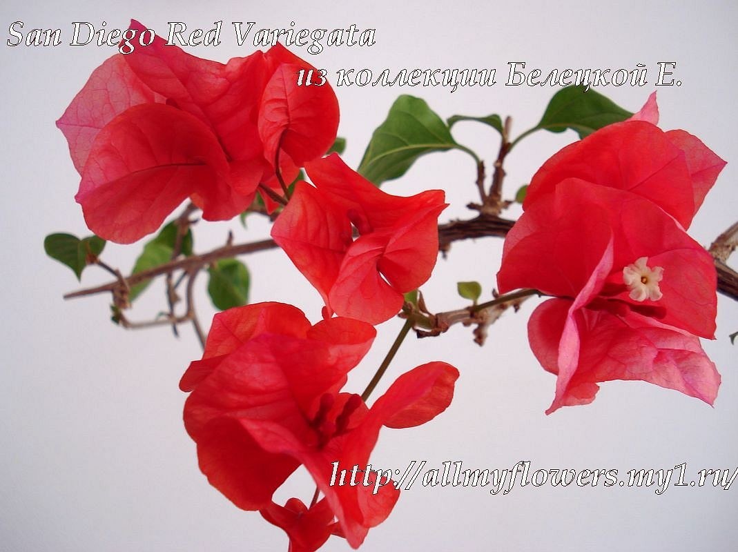 Купить бугенвиллию San Diego Red Variegata на сайте All My Flowers