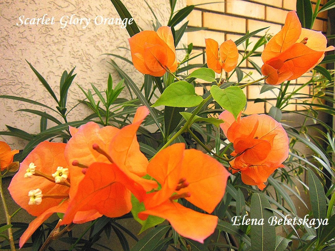 Купить бугенвиллию Scarlet Glory Orange на сайте All My Flowers
