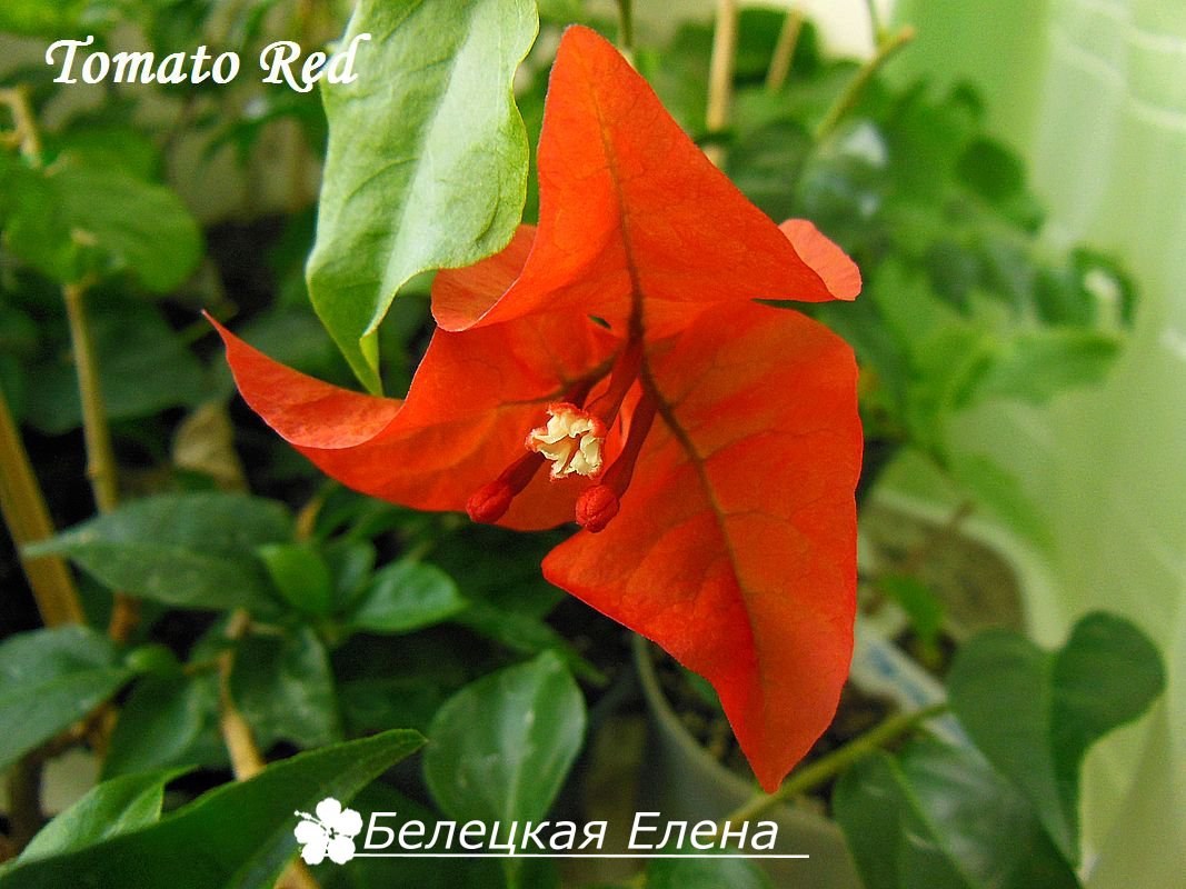 Купить бугенвиллию Tomato Red на сайте All My Flowers