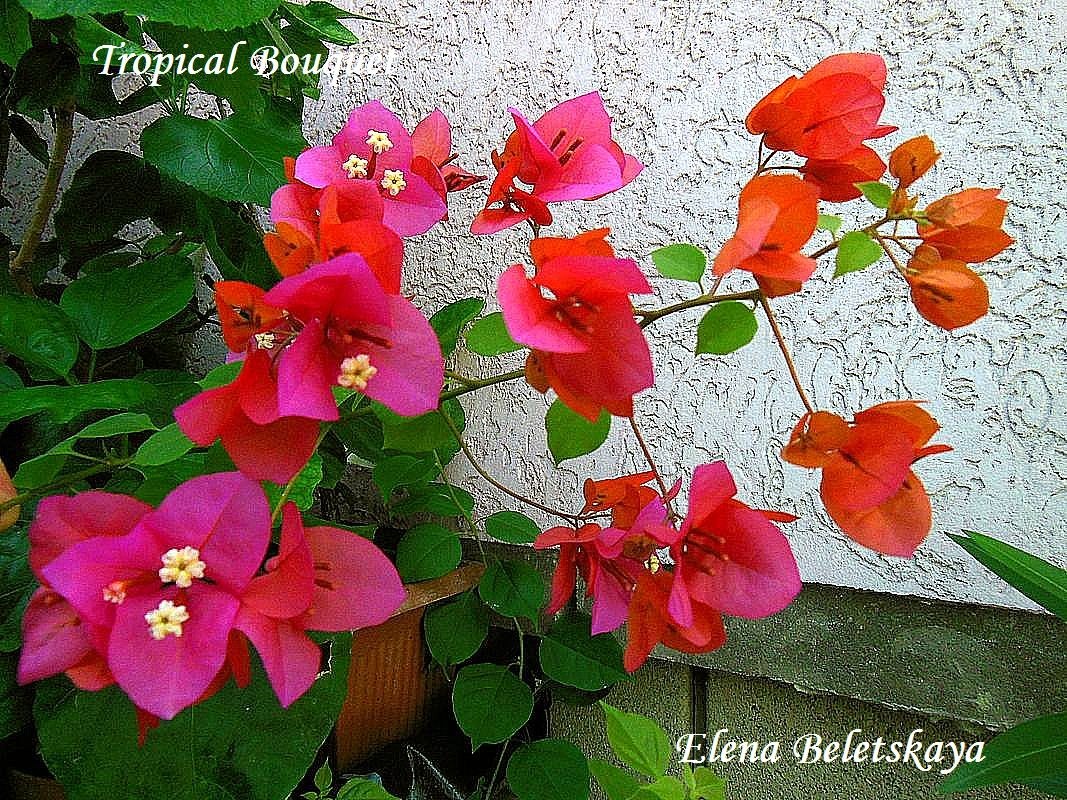 Купить бугенвиллию Tropical Bouquet на сайте All My Flowers
