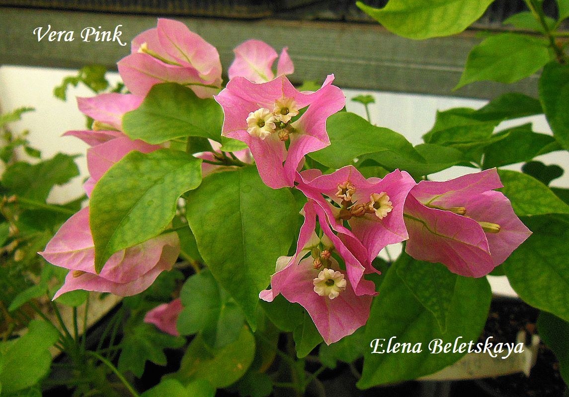 Купить бугенвиллию Vera Pink на сайте All My Flowers