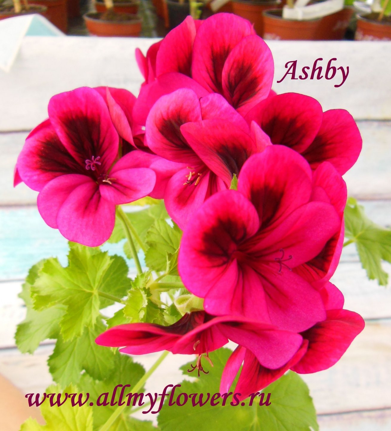 Купить душистую пеларгонию Ashby на сайте All My Flowers