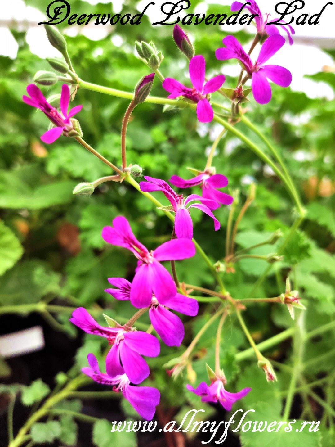 Купить душистую пеларгонию Odorata Lemon на сайте All My Flowers