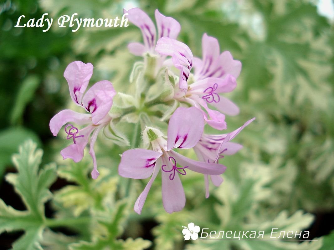 Купить душистую пеларгонию Lady Plymouth на сайте All My Flowers