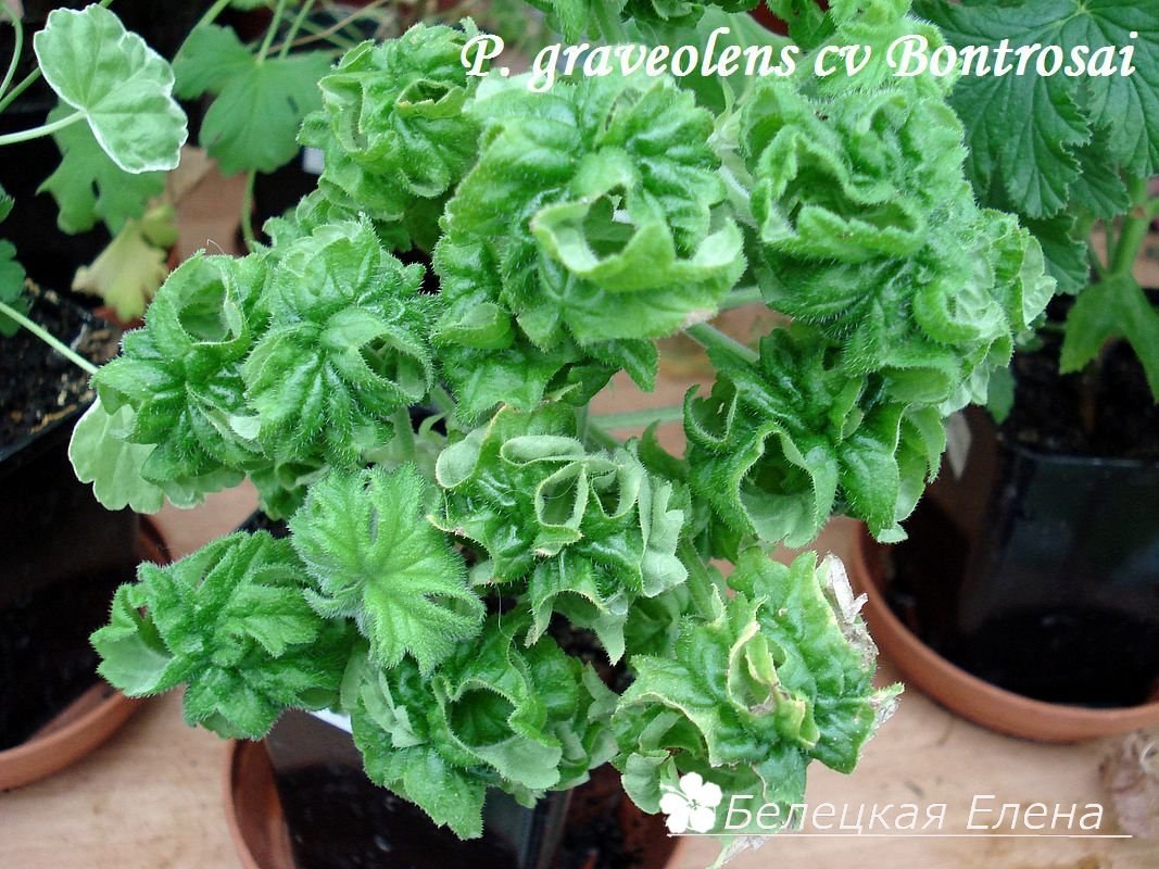 Купить душистую пеларгонию P. graveolens cv Bontrosai на сайте All My Flowers