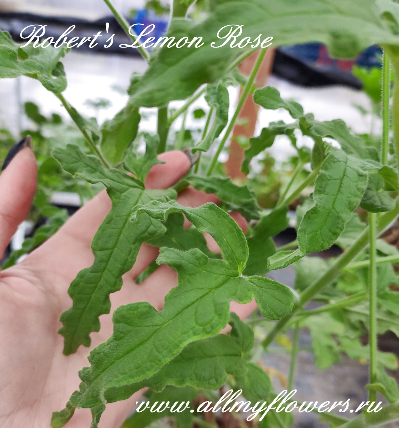 Купить душистую пеларгонию P. filicifolium на сайте All My Flowers
