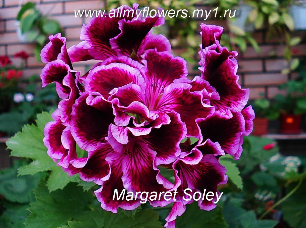 Купить королевскую пеларгонию Margaret Soley на сайте All My Flowers