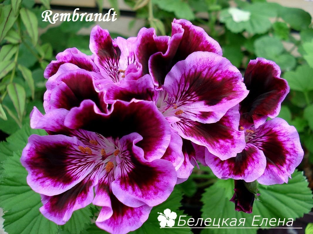 Купить королевскую пеларгонию Rembrandt на сайте All My Flowers