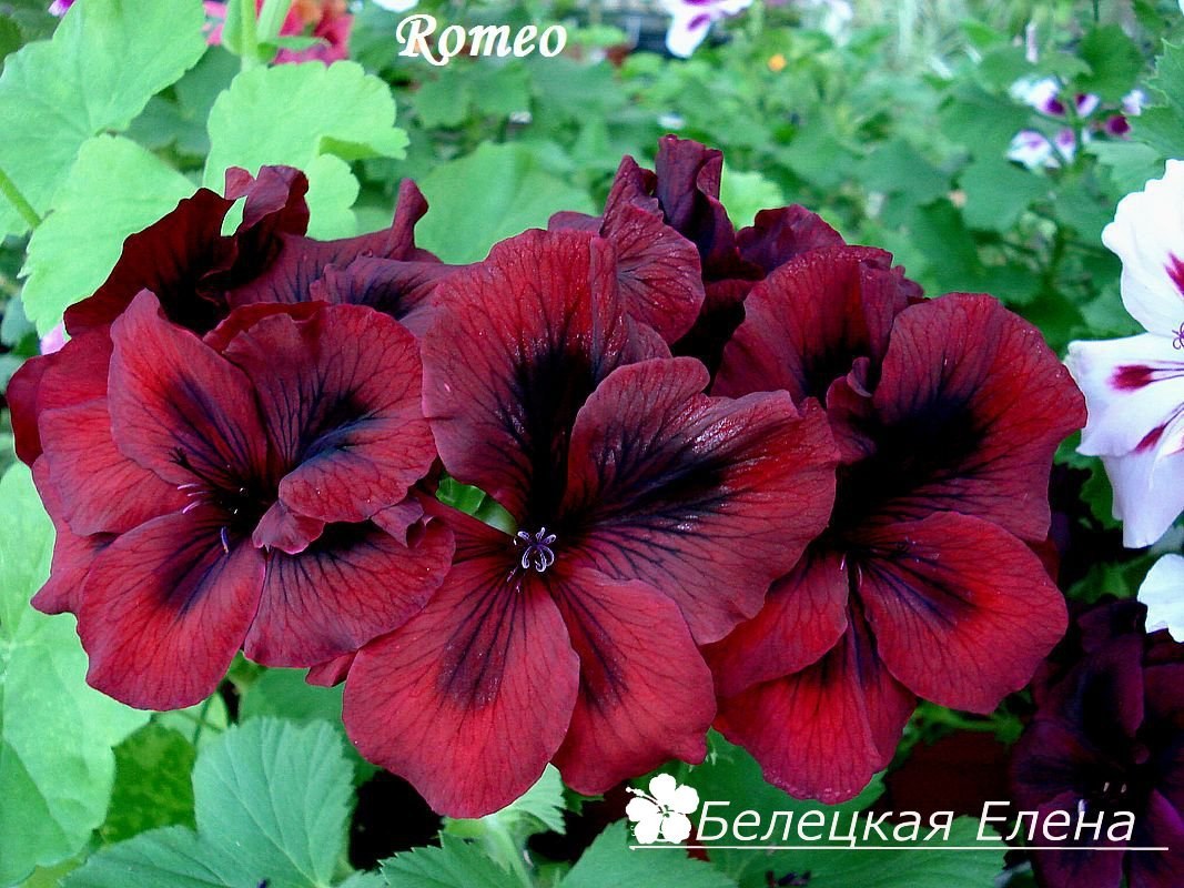 Купить королевскую пеларгонию Romeo на сайте All My Flowers