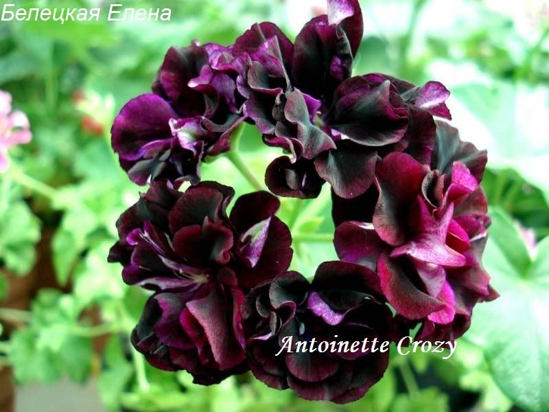 Купить плющелистную пеларгонию Antoinette Crozy на сайте All My Flowers