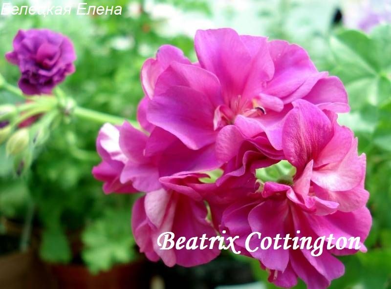 Купить плющелистную пеларгонию Beatrix Cottington на сайте All My Flowers