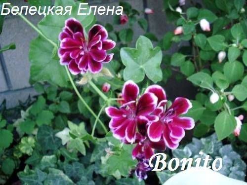 Купить плющелистную пеларгонию Bonito на сайте All My Flowers