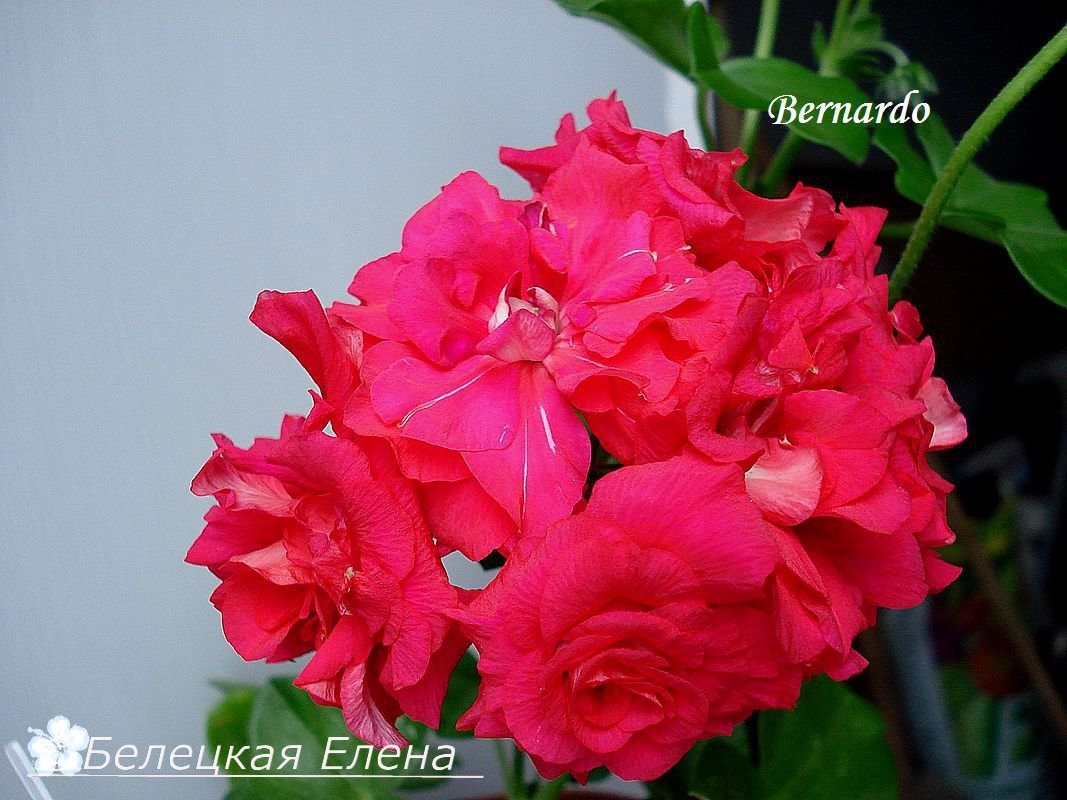 Купить плющелистную пеларгонию Bernardo на сайте All My Flowers