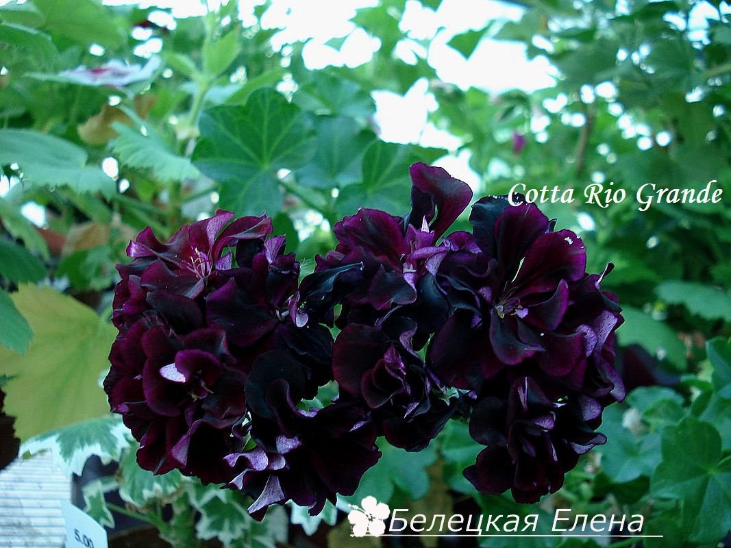 Купить плющелистную пеларгонию Cotta Rio Grande на сайте All My Flowers